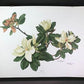 Art & Collectibles > Prints > Lithographs - Maryrose Wampler, Magnolia, Signed Print, 28x22 Wall Art, Plate 12 by The Old...