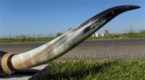 Home & Living > Home Decor > Wall Decor > Wall Hangings - 5'11" Longhorn Mounted Cattle Horns Steer Bull Western Texas Ran...
