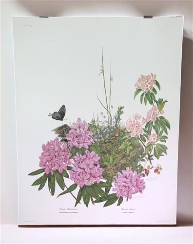 Maryrose Wampler, Rhododendron & Laurel, Signed Print, 28x22 Wall Art, Plate 29