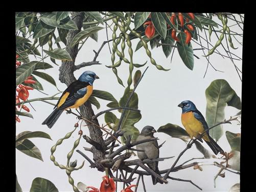 Art & Collectibles > Prints - Axel Amuchastegui, Blue and Yellow Tanager, 20.75x14 South American Bird Print F by The Old...